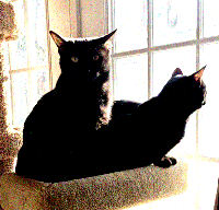 two black cats in very poor image quality